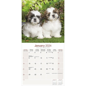 Calendrier 2024 Shih tzu