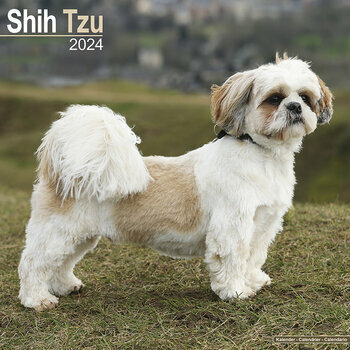 Calendrier 2024 Shih tzu