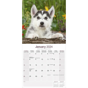 Calendrier 2024 Siberian husky