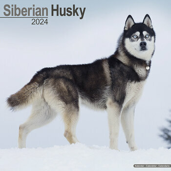 Calendrier 2024 Siberian husky