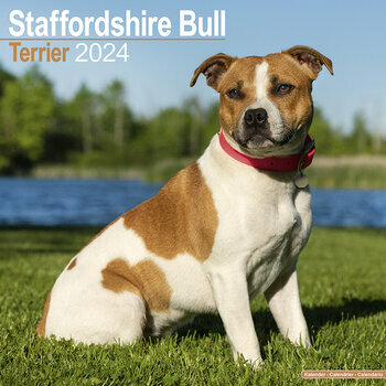 Calendrier 2024 Staffordshire bull terrier Calendrier 2024 Staffordshire bull terrier