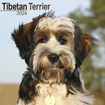 Calendrier 2024 Terrier du Tibet