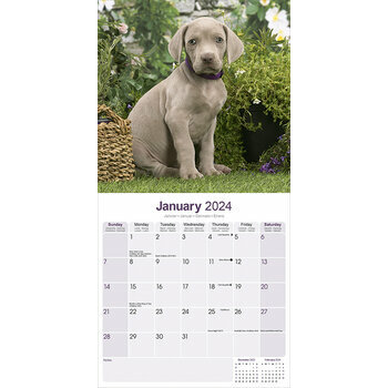 Calendrier 2024 Braque de weimar Calendrier 2024 Braque de weimar