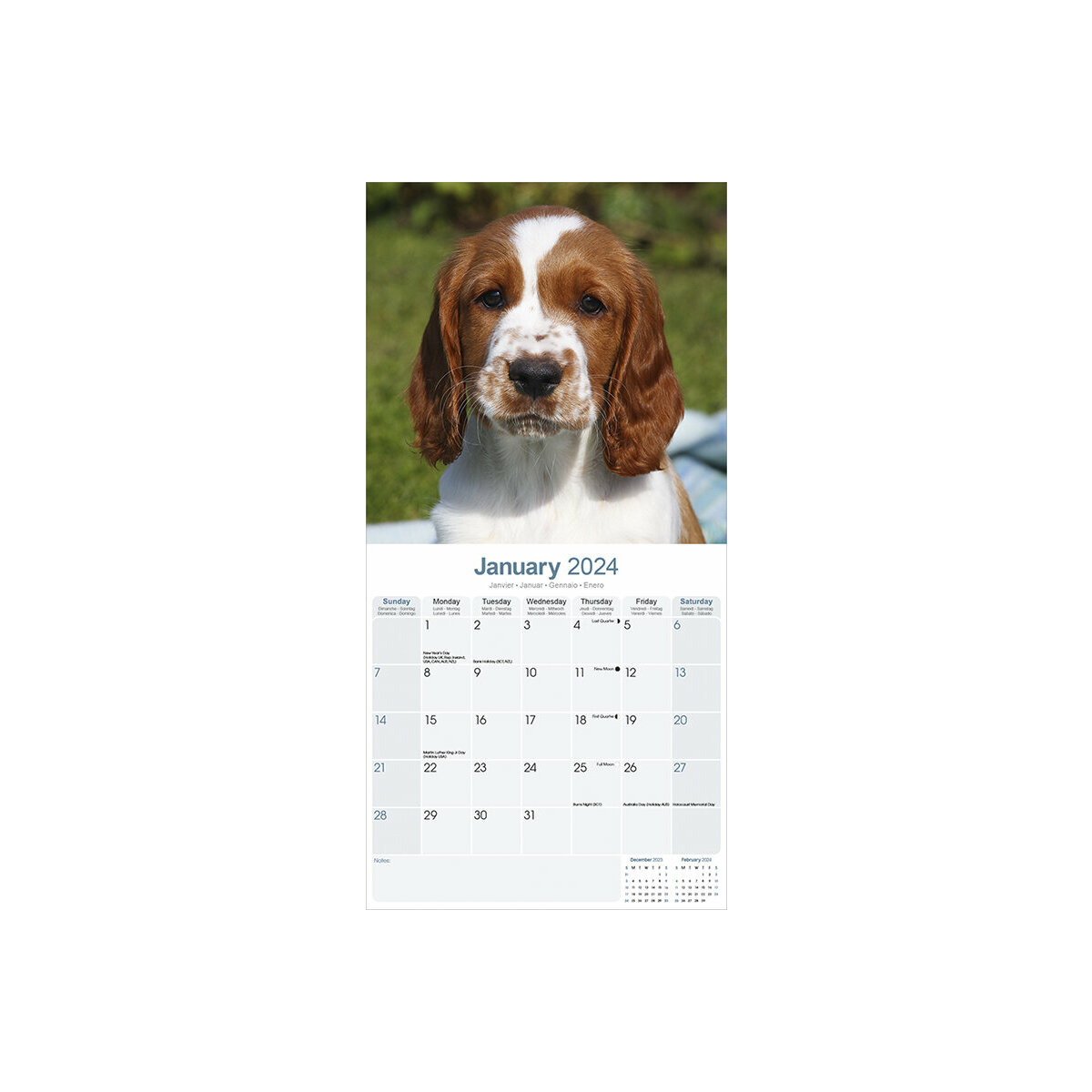 calendrier Welsh springer spaniel 2024