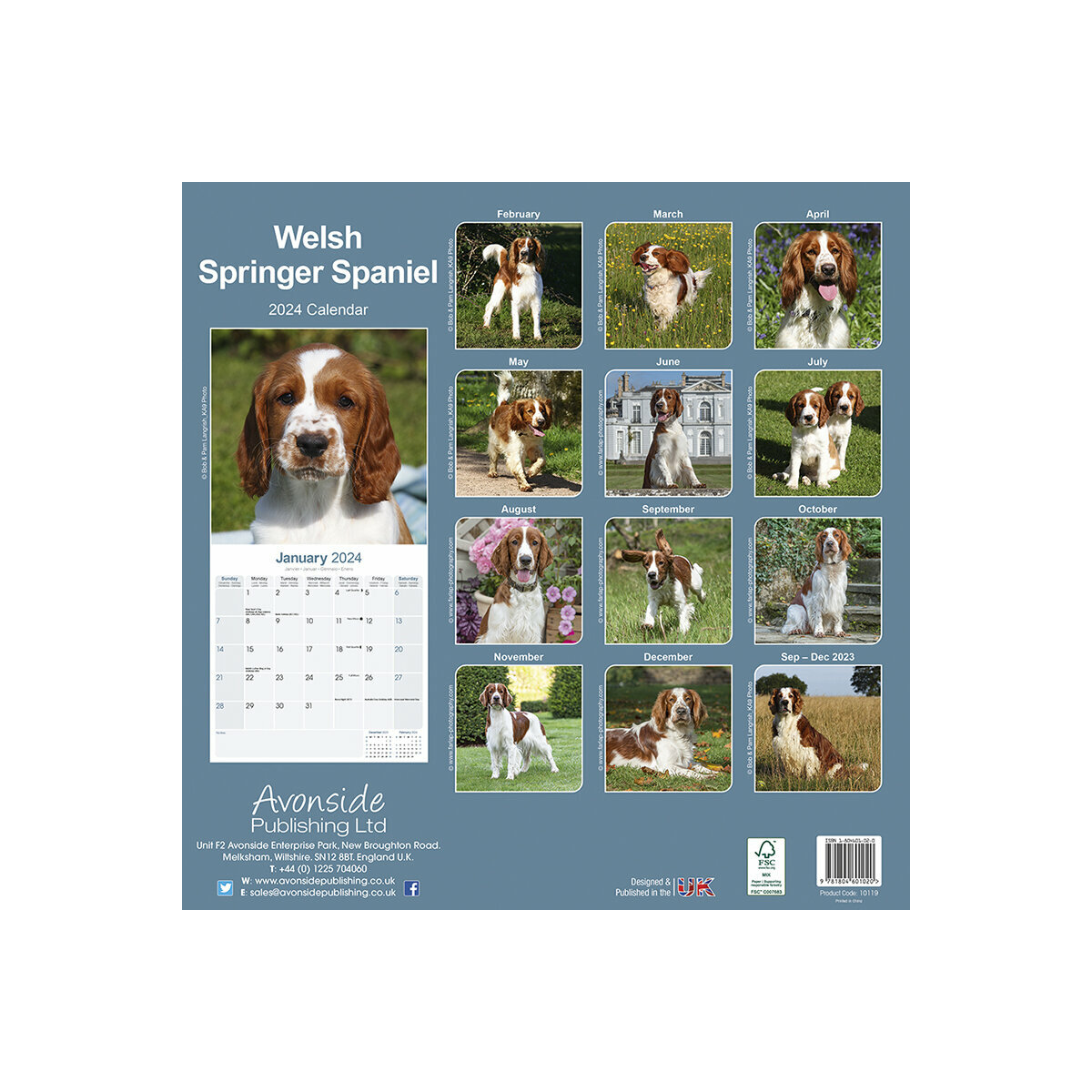 calendrier-welsh-springer-spaniel-2024