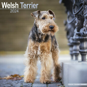 Calendrier 2024 Welsh terrier