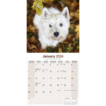 Calendrier 2024 West highland white terrier Calendrier 2024 West highland white terrier