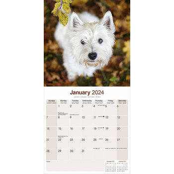 Calendrier 2024 West highland white terrier