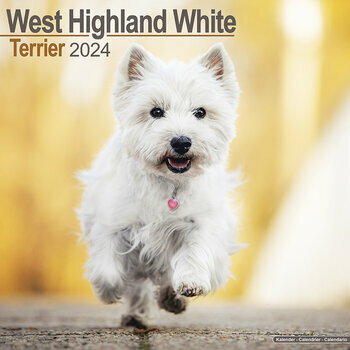 Calendrier 2024 West highland white terrier