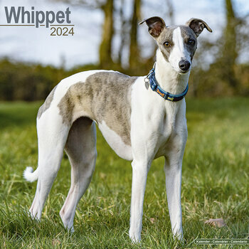 Calendrier 2024 Whippet