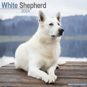 Calendrier 2024 Berger blanc suisse Calendrier 2024 Berger blanc suisse