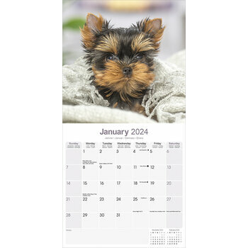 Calendrier 2024 Yorkshire terrier