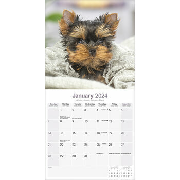 Calendrier 2024 Yorkshire terrier Calendrier 2024 Yorkshire terrier