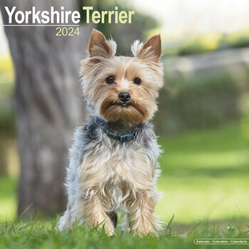 Calendrier 2024 Yorkshire terrier