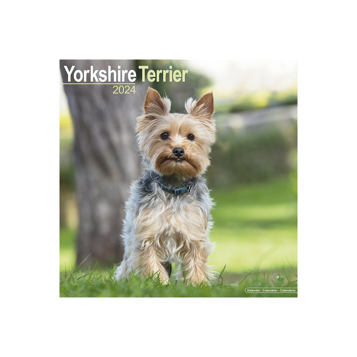 Scarefest 2024 Yorkshire Terrier Lila Shelba