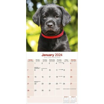 Calendrier 2024 Labrador noir chiot