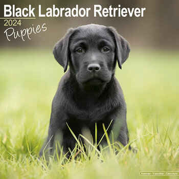 Calendrier 2024 Labrador noir chiot