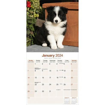 Calendrier 2024 Border collie chiot