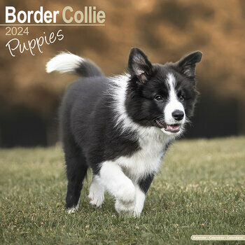 Calendrier 2024 Border collie chiot Calendrier 2024 Border collie chiot