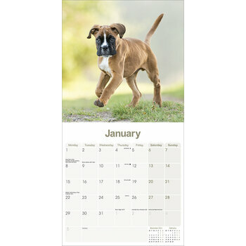 Calendrier 2024 Boxer Chiot Calendrier 2024 Boxer Chiot