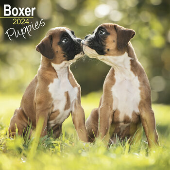 Calendrier 2024 Boxer Chiot Calendrier 2024 Boxer Chiot
