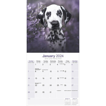 Calendrier 2024 Dalmatien chiot