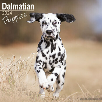 Calendrier 2024 Dalmatien chiot