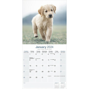 Calendrier 2024 Golden retriever chiot Calendrier 2024 Golden retriever chiot