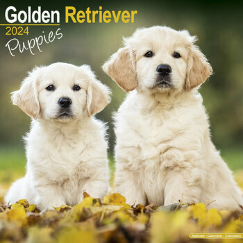Calendrier 2024 Golden retriever chiot Calendrier 2024 Golden retriever chiot