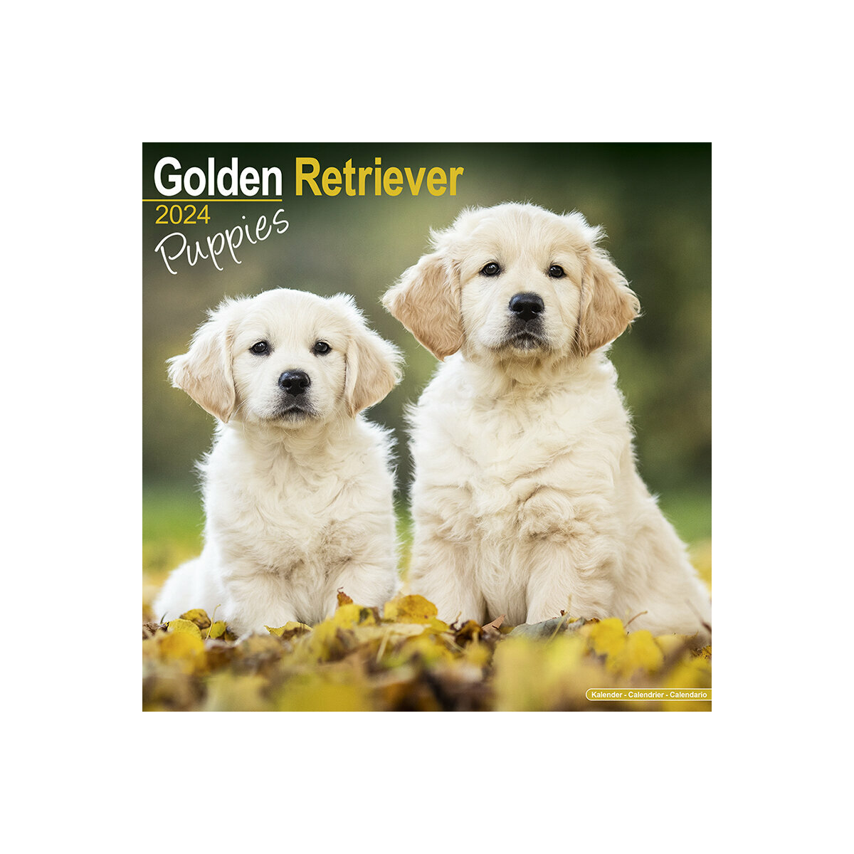 calendrier Golden retriever chiot 2024
