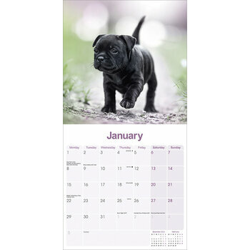 Calendrier 2024 Staffordshire bull terrier chiot Calendrier 2024 Staffordshire bull terrier chiot