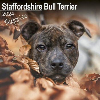 Calendrier 2024 Staffordshire bull terrier chiot