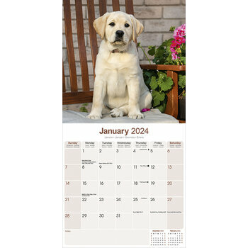 Calendrier 2024 Chiot Labrador sable Calendrier 2024 Chiot Labrador sable
