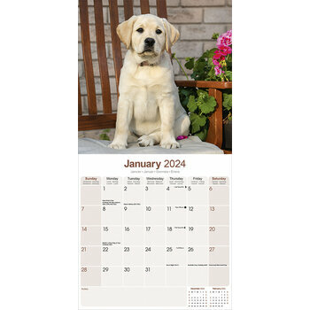 Calendrier 2024 Chiot Labrador sable