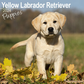 Calendrier 2024 Chiot Labrador sable