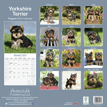 Calendrier 2024 Yorkshire terrier chiot Calendrier 2024 Yorkshire terrier chiot