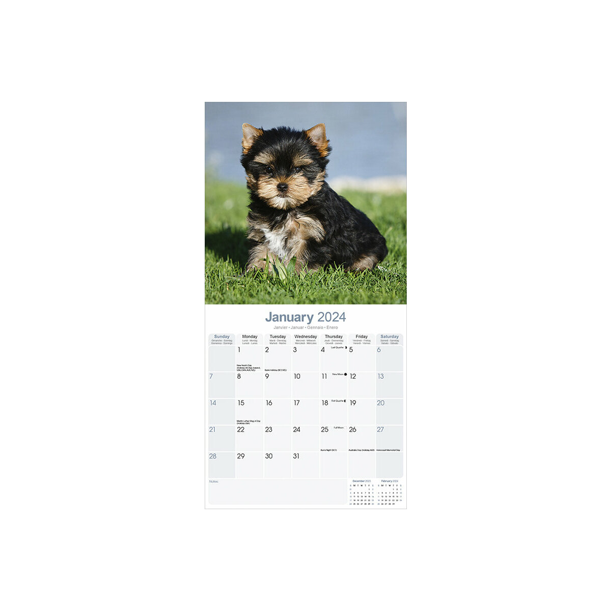calendrier Yorkshire terrier chiot 2024