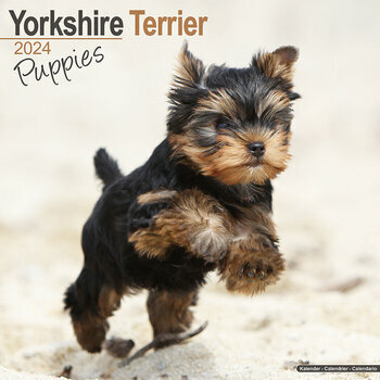 Calendrier 2024 Yorkshire terrier chiot