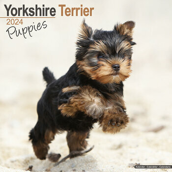 Calendrier 2024 Yorkshire terrier chiot Calendrier 2024 Yorkshire terrier chiot