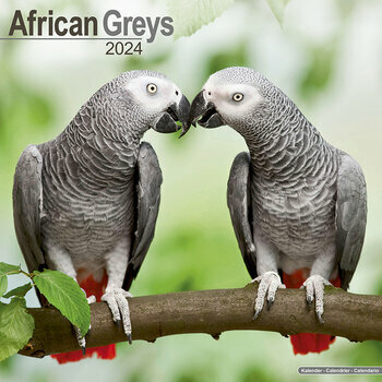 Calendrier 2024 Gris du Gabon