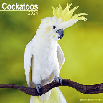 Calendrier 2024 Cacatoes Perroquet