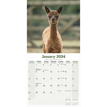 Calendrier 2024 Lama Calendrier 2024 Lama