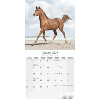 Calendrier 2024 Chevaux arabes