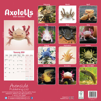 Calendrier 2024 Axolotl Calendrier 2024 Axolotl