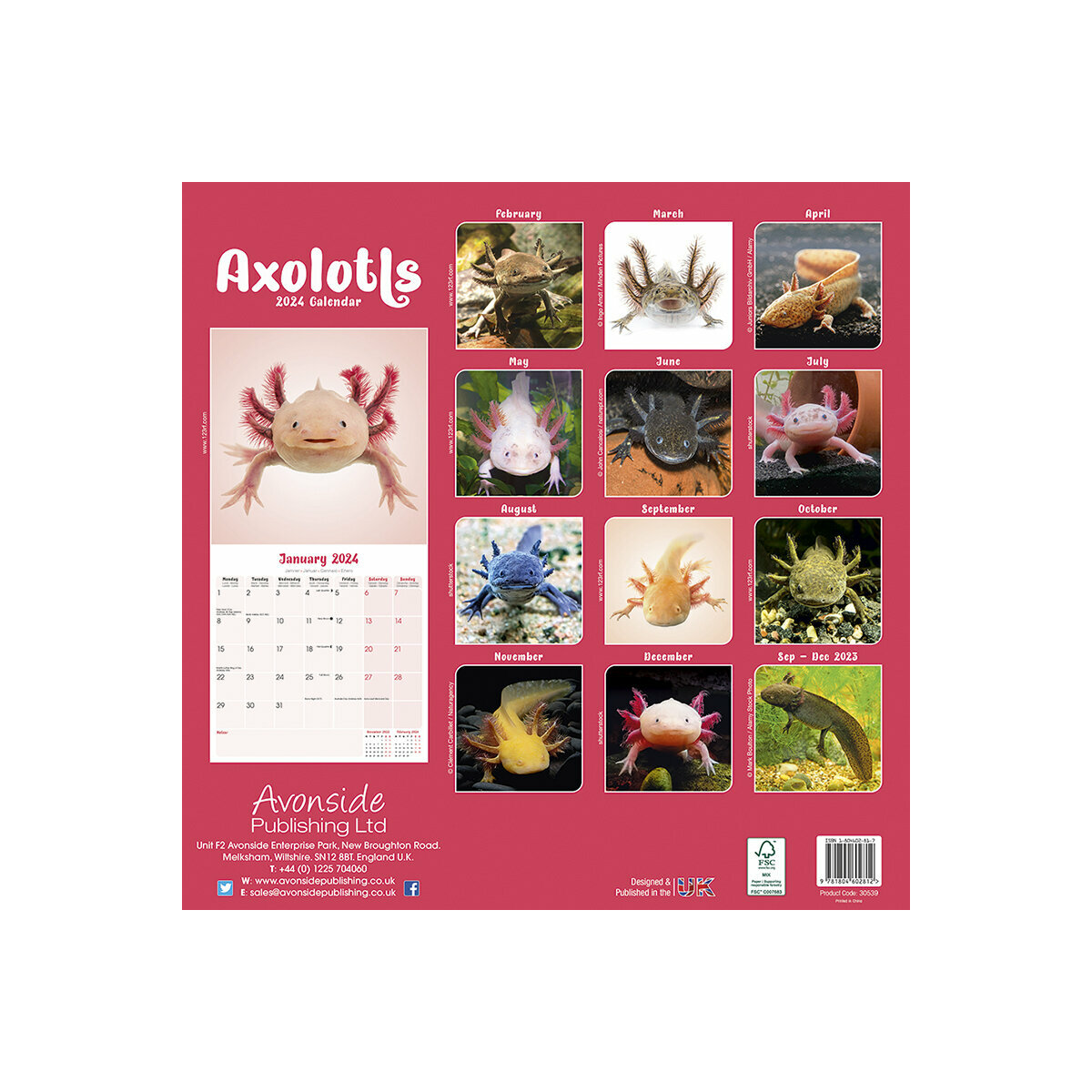 How Many Axolotls Are Left In The World 2024 Season Josie Malorie