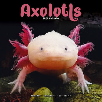 Calendrier 2024 Axolotl