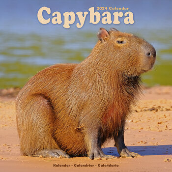 Calendrier 2024 Capybara Cabiai