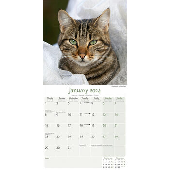 Calendrier 2024 Chats toutes couleurs Calendrier 2024 Chats toutes couleurs