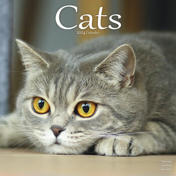 Calendrier 2024 Chats toutes couleurs Calendrier 2024 Chats toutes couleurs