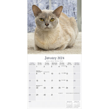 Calendrier 2024 Chat Yoga - Chats Humoristique - Chaton + Offert